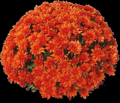 Хризантема мультифлора Sunbeam Orange( 126 шт. по 28 руб)