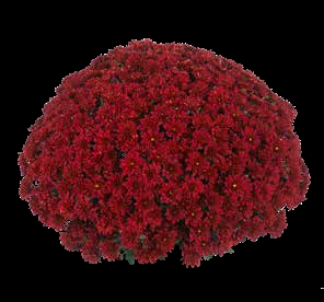 Хризантема мультифлора Sunbeam Red( 126 шт. по 28 руб)