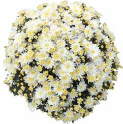 Хризантема мультифлора Sunbeam White ( 126 шт. по 28 руб)