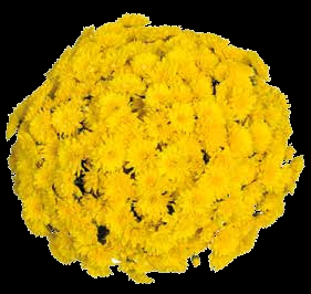 Хризантема мультифлора Sunbeam Yellow( 126 шт. по 28 руб)
