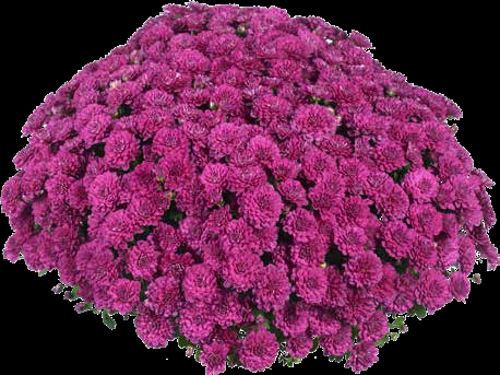Хризантема мультифлора Meridian Cherry Purple ( 126 шт. по 28 руб)