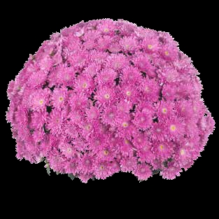 Хризантема мультифлора  Meridian Dark Pink( 126 шт. по 28 руб)