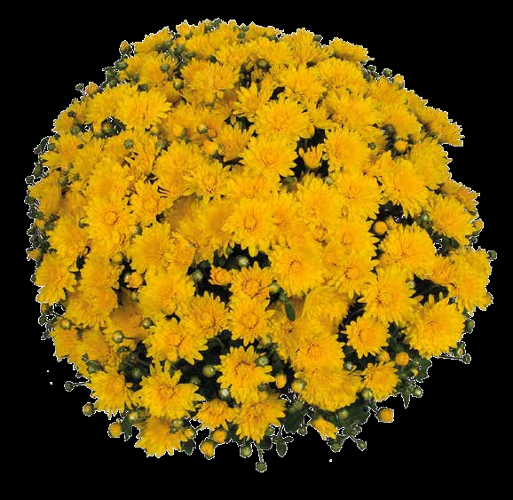 Хризантема мультифлора Meridian Dark Yellow ( 126 шт. по 28 руб)
