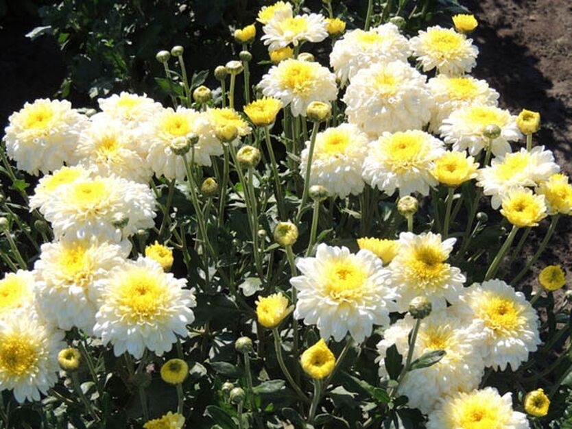 Хризантема корейская Ellen White ( 126 шт. по 26 руб)