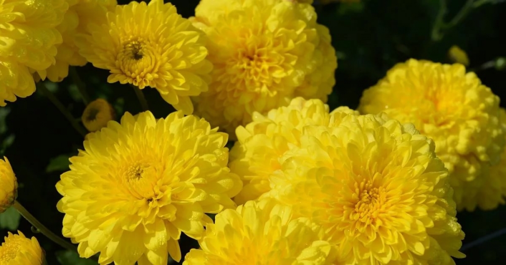 Хризантема корейская Ellen Yellow( 126 шт. по 26 руб)