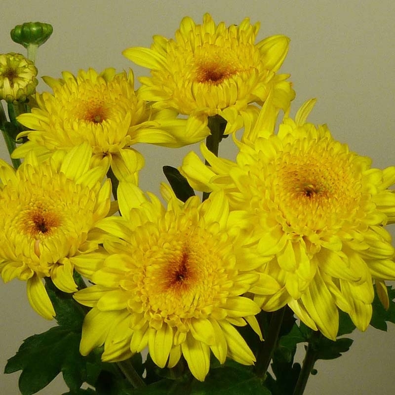 Хризантема корейская Gompie Yellow( 126 шт. по 26 руб)