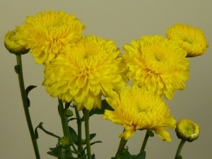 Хризантема корейская Heidi Yellow( 126 шт. по 26 руб)