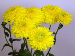 Хризантема корейская Lilian Hoek Yellow( 126 шт. по 26 руб)