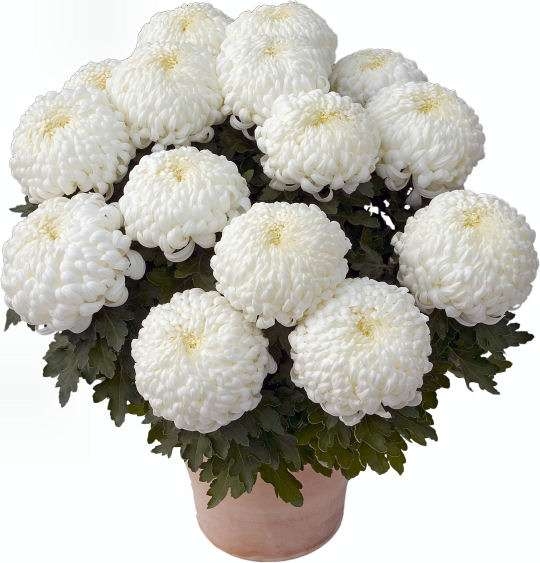 Хризантема горшечная Kena Blanc (126 шт. по 27 руб.)