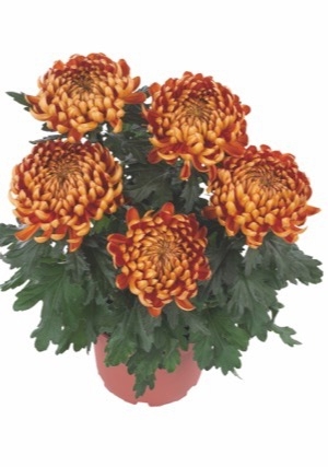 Хризантема горшечная Ludo (126 шт. по 27 руб.)