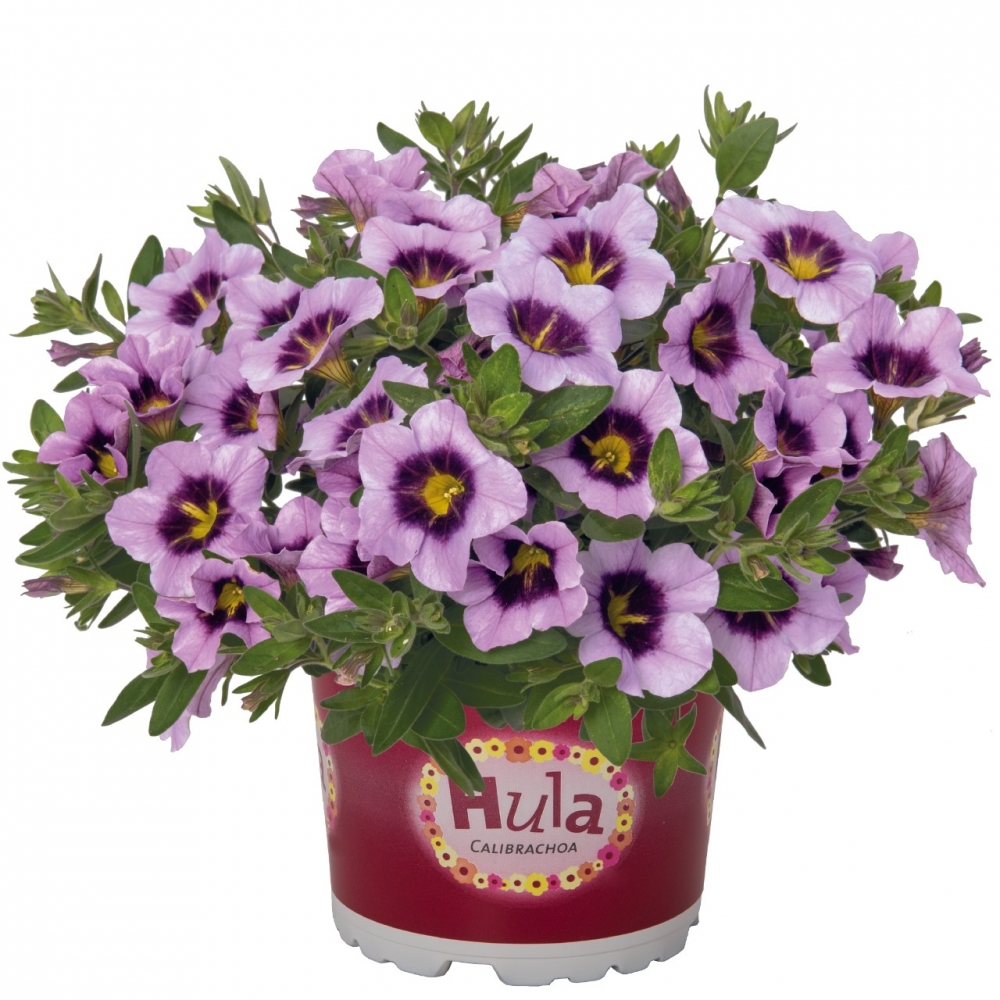 калибрахоа Hula Lavender (126 шт. по 34 руб.)