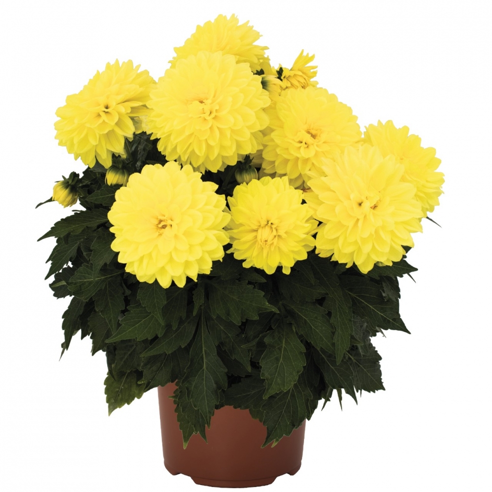 Георгина Hypnotica Yellow (84 шт. по 40 руб.)