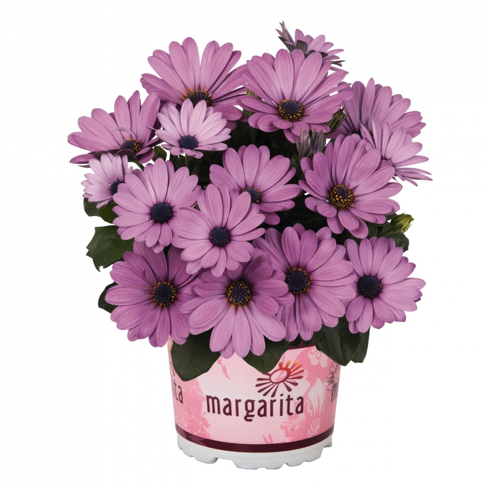 Остеоспермум Margarita Lilac 2020 (104 шт. по 38 руб.)