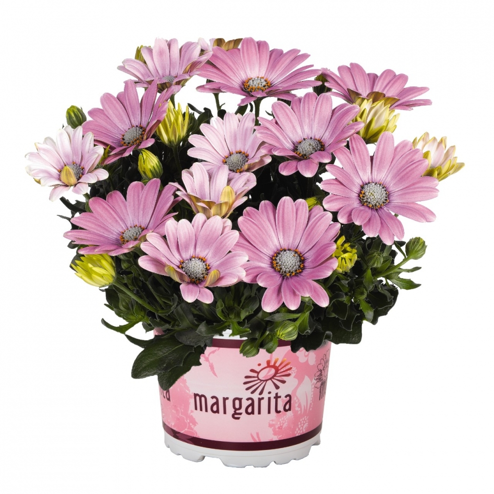 Остеоспермум Margarita Soft Pink (104 шт. по 38 руб.)