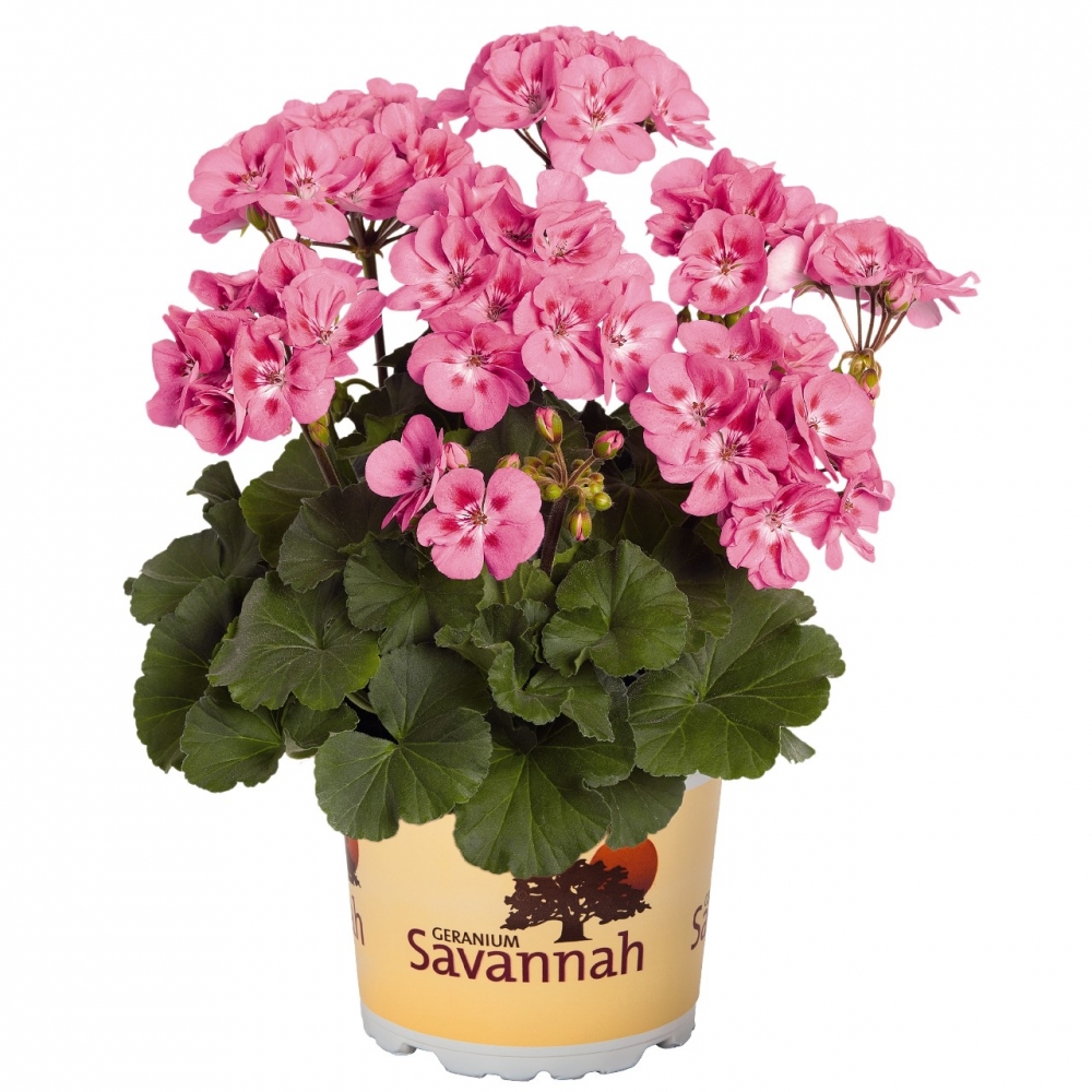 Пеларгония зональная Savannah Pink 2019 (60 шт. по 43 руб.)