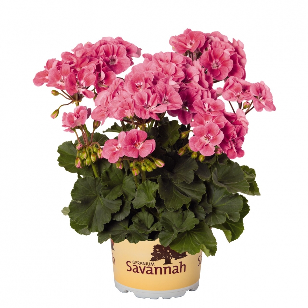 Пеларгония зональная Savannah Pink Sizzle (60 шт. по 43 руб.)
