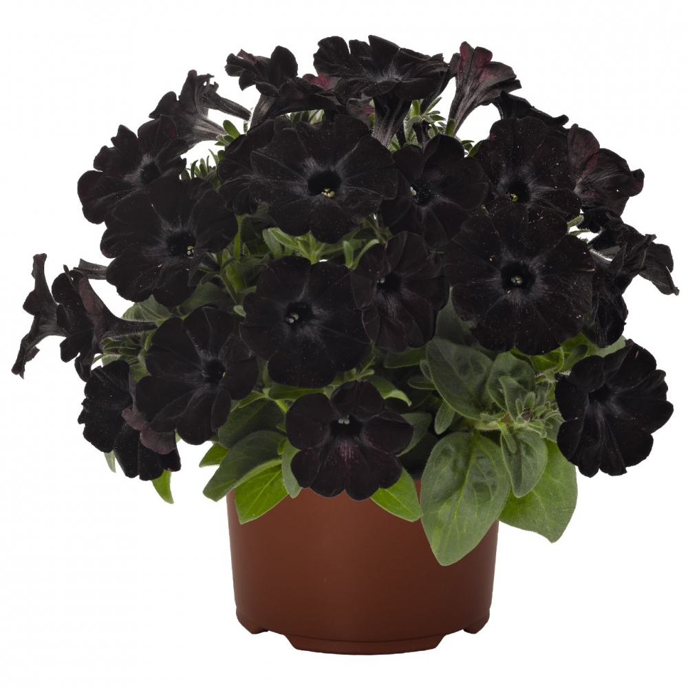 Петуния Sweetunia Black Satin (104 шт. по 35 руб.)