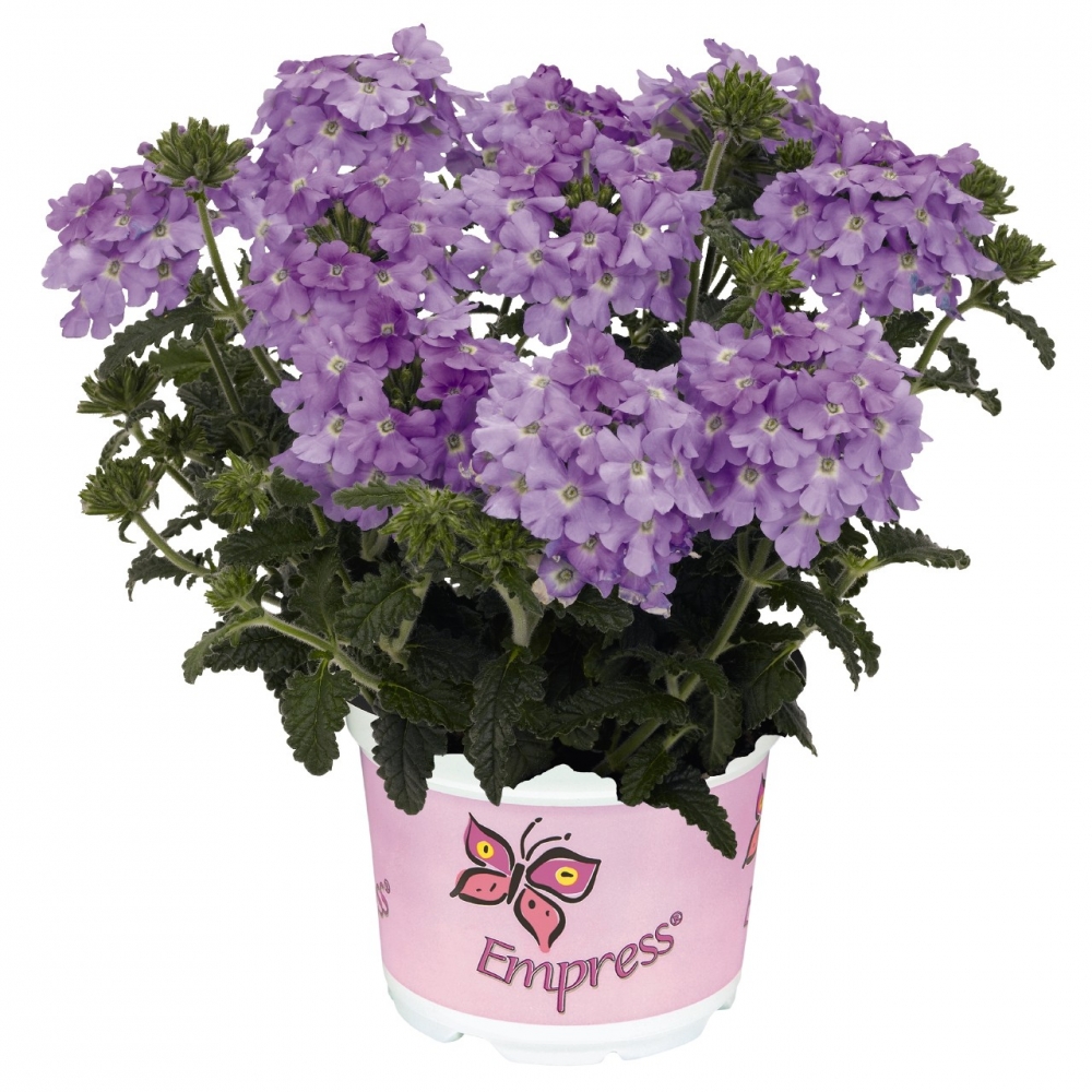 Вербена Empress Flair Lavender Blue 2021 (126 шт. по 35 руб.)