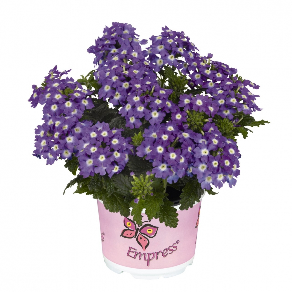 Вербена Empress Flair Purple Charme (126 шт. по 35 руб.)