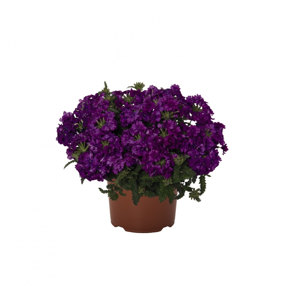 Вербена Lindolena Purple (126 шт. по 35 руб.)