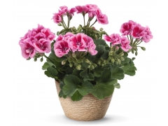Пеларгония зональная   pac Flower Fairy Pink NEU( 10 штук )