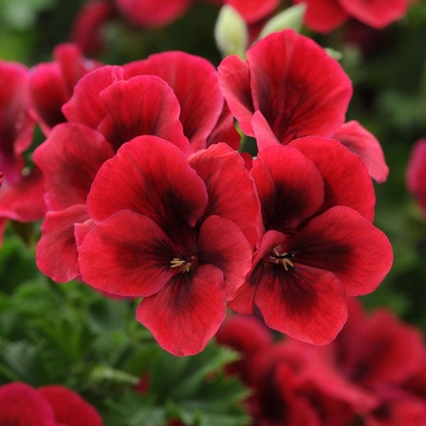 Пеларгония Candy Flowers® Bright Red (10 шт. по 82 руб.)