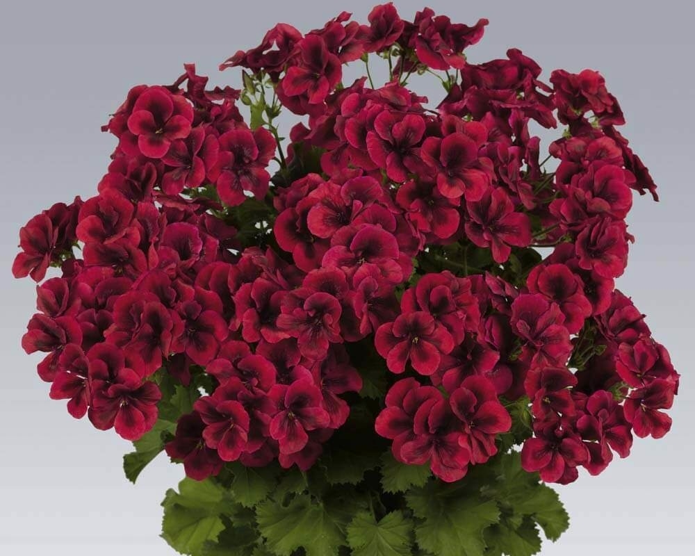 Пеларгония Candy Flowers® Dark Red (10 шт. по 82 руб.)