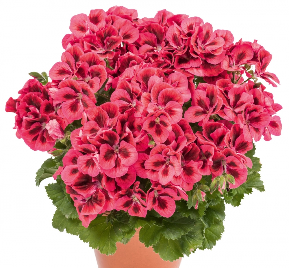 Пеларгония Candy Flowers® Raspberry Red (10 шт. )