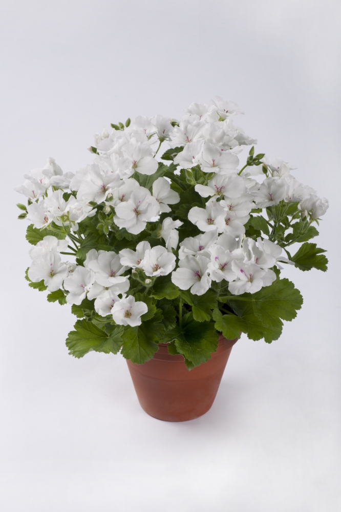 Пеларгония Candy Flowers® White (10 шт. по 82 руб.)