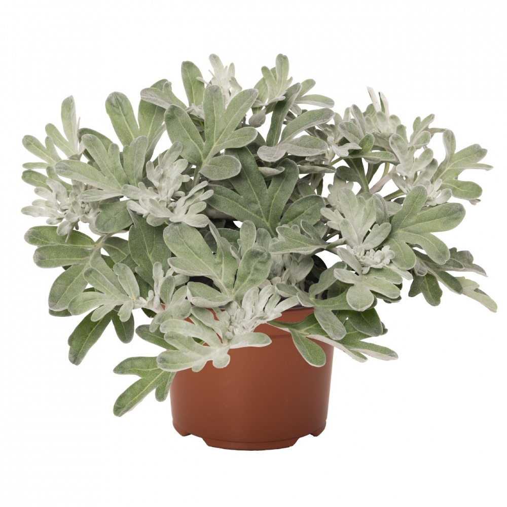 Полынь Artemisia Silver Brocade (12 шт.)