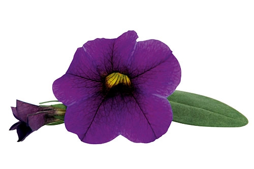 Калибрахоа Unique Lilac (100шт)
