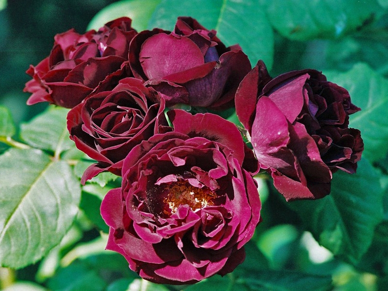 Роза шраб Cardinal Hume