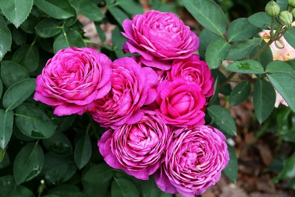 Роза флорибунда Heidi Klum