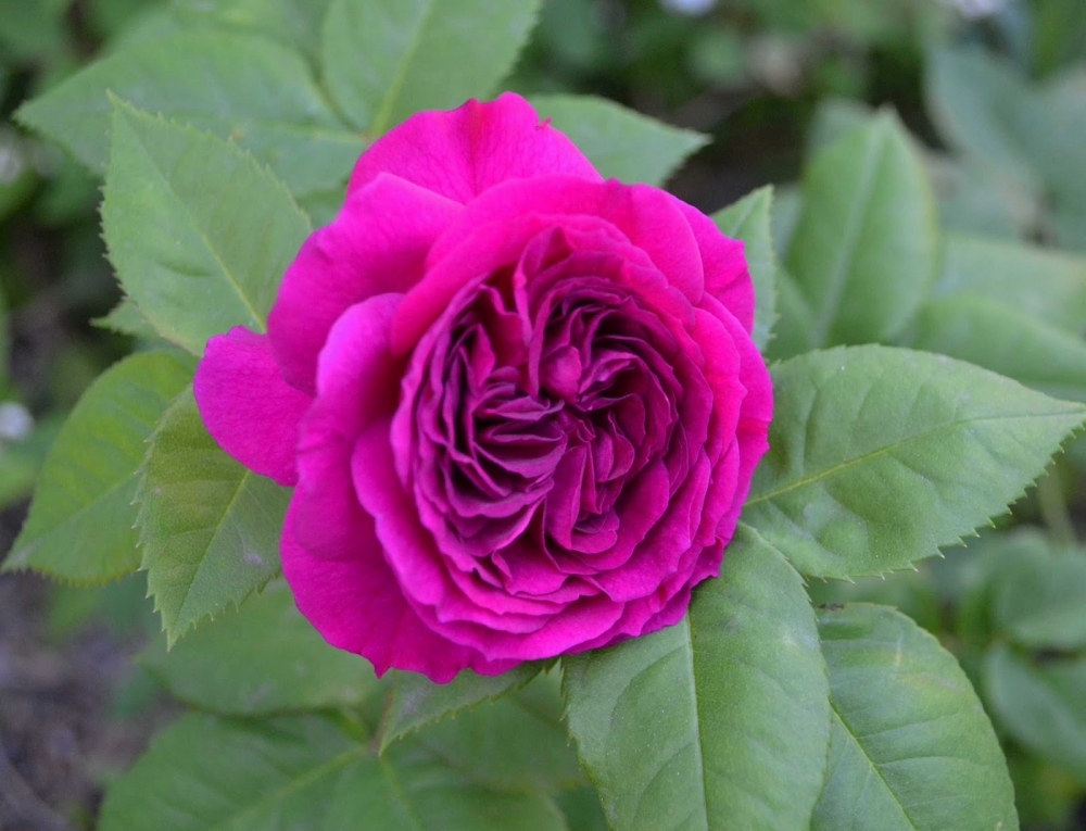 Роза шраб Purple Lodge