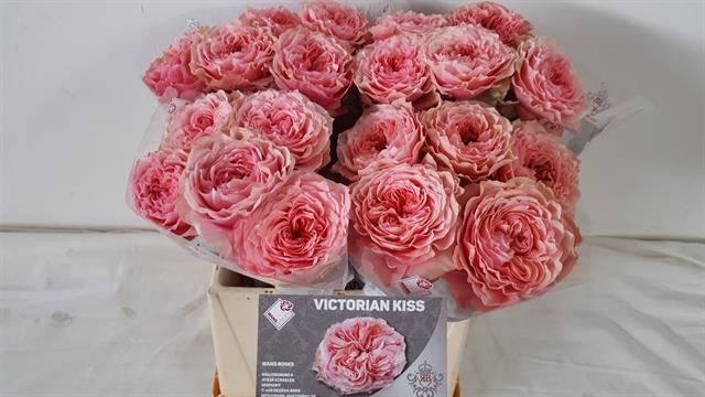 Роза Victorian Kiss