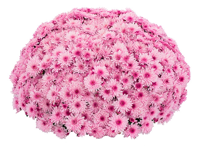 Хризантема Lively Pink Bicolor (SB Pink Bic.) (100 шт)