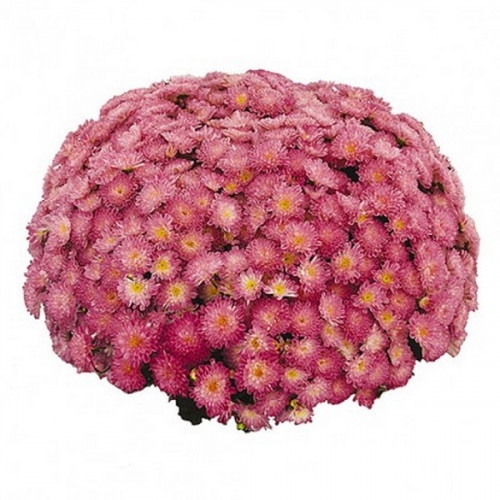 Хризантема Banquet Pink Bicolor (100 шт)