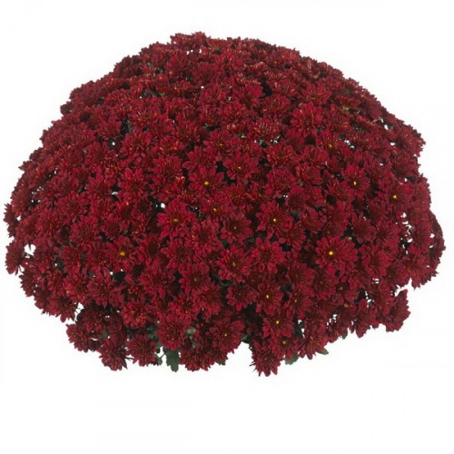 Хризантема Banquet Red Bicolor (100 шт)