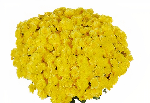 Хризантема Ditto Yellow (100 шт)