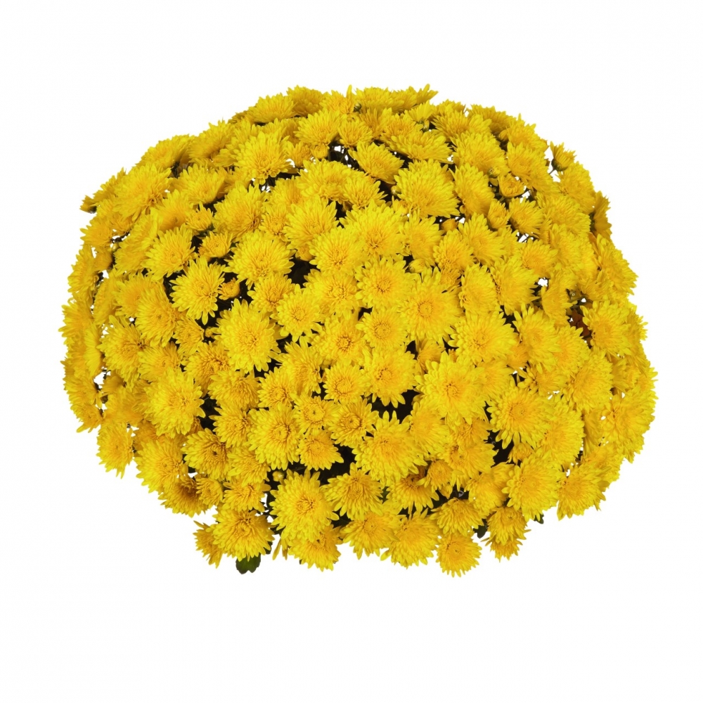 Хризантема Field Yellow (MR Dark Yellow) (100 шт)
