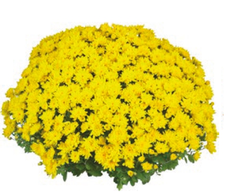 Хризантема Giggle Yellow (SB Sunny) (100 шт)
