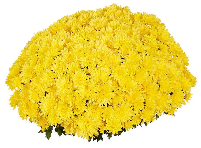 Хризантема Goal Yellow (100 шт)
