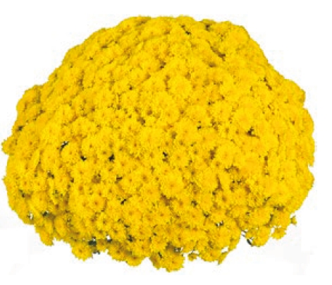 Хризантема Party Yellow (ET Yellow) (100 шт)