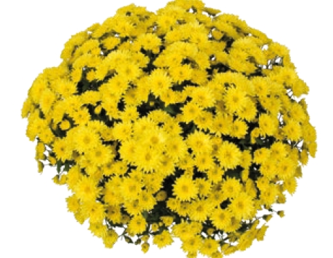 Хризантема Sing Yellow (AG Yellow) (100 шт)