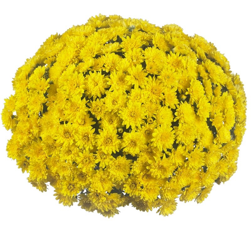 Хризантема Wonder Yellow (SB Yellow) (100 шт)