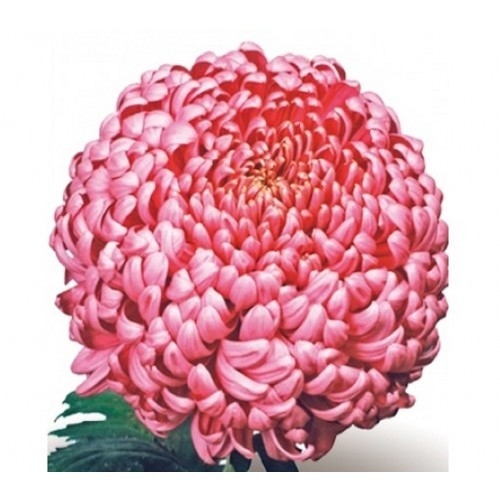 Хризантема Bislet Lilac (100 шт)