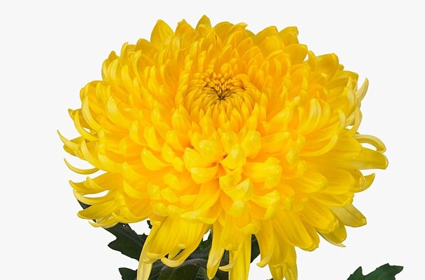 Хризантема Bislet Yellow (100 шт)