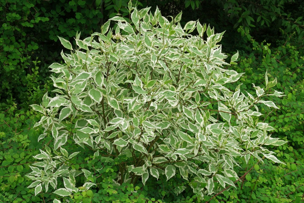 Дерен белый Elegantissima (Р12)