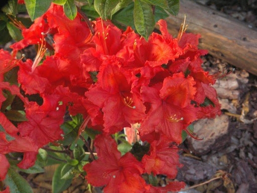 Азалия крупноцветковая Doloroso (горшок 5л)