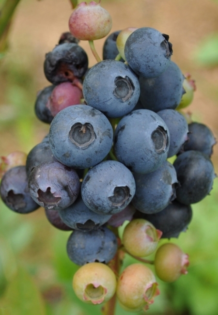 Голубика садовая Bluetta (горшок 2,5л)